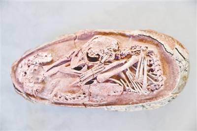 我国发现保存在恐龙蛋化石中的完美胚胎 英良 鸟类 贝贝