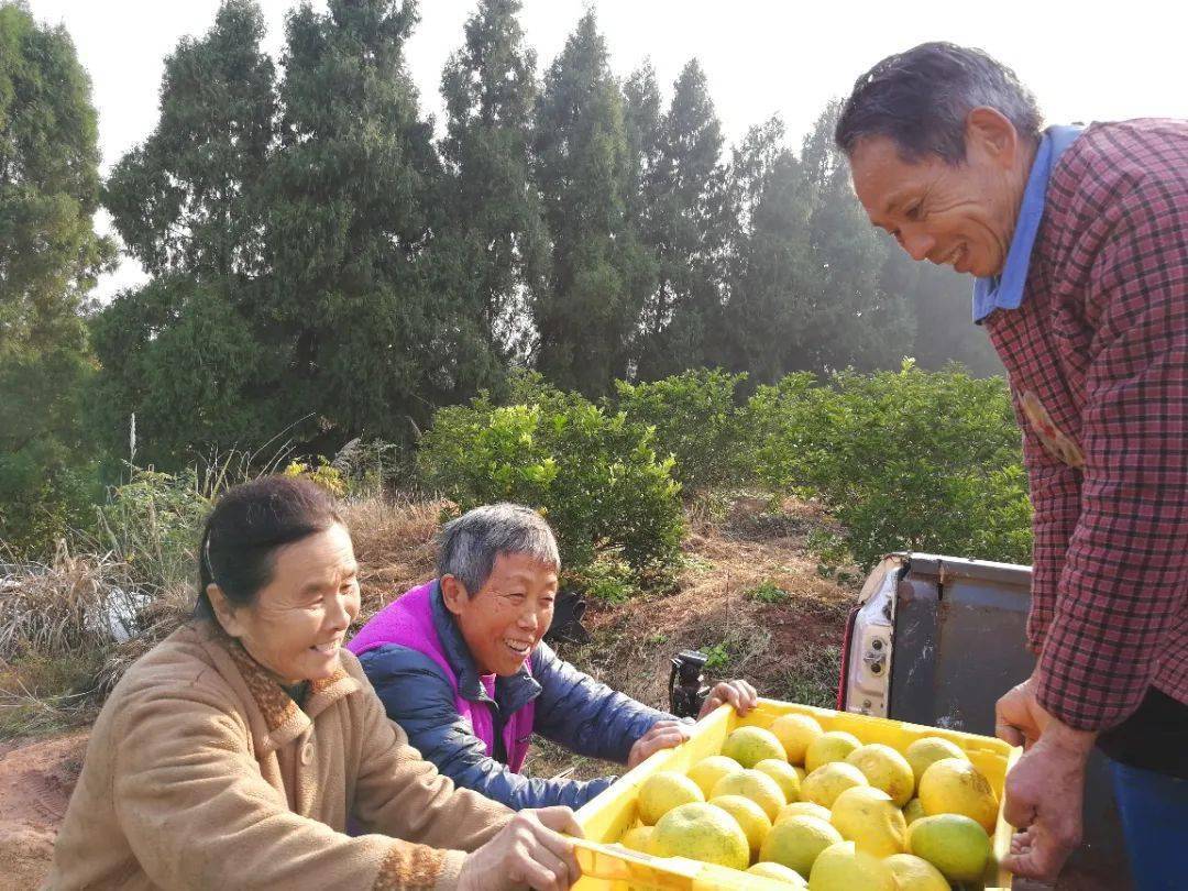 小渡镇"苦药材"种出"甜日子"_枳壳_邱碧志_村民