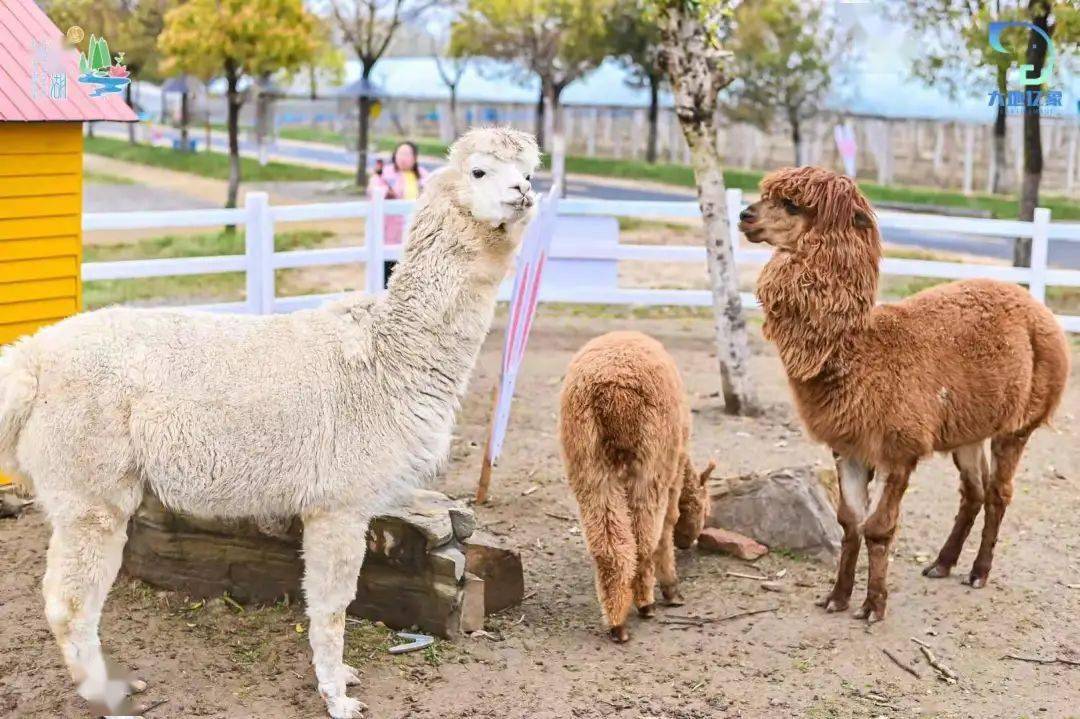 来麦可兔小镇寻找年味