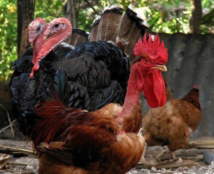 无毛鸡 来自搜狐网