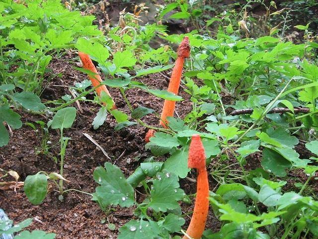 这种野生蘑菇叫"红鬼笔",很多人都认为有毒,却不知是美味