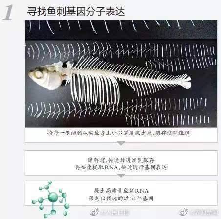 调控|无刺鱼有望成现实！华中农大团队找到控制鱼刺基因