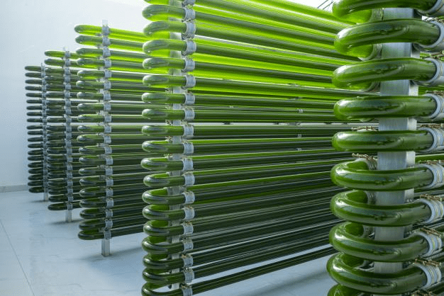 致谢小球藻鸡蛋客户小球藻鸡蛋自述