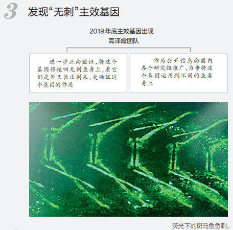 团队|吃鱼不挑刺？高校重大突破！网友有个大胆的想法......