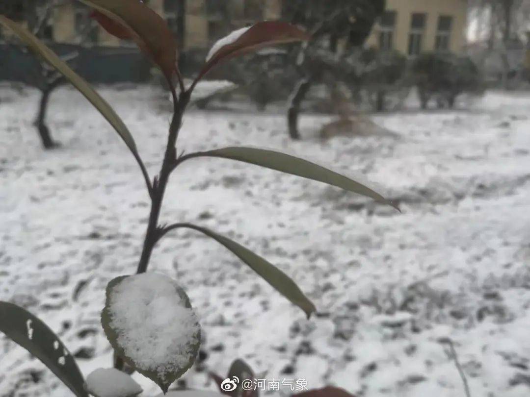 信阳地区|河南多地加入降雪群聊！今天，郑州市区还会下雪吗？！