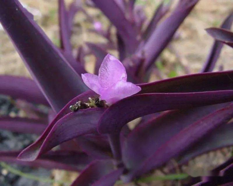 开紫色花的植物药草图片