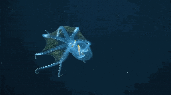 纳米机器人追踪大脑活动极美透明章鱼深海遨游