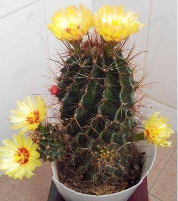 喜欢仙人球,就从"它"入手,人称"左旋右旋",开花不断特漂亮_土壤_龙王