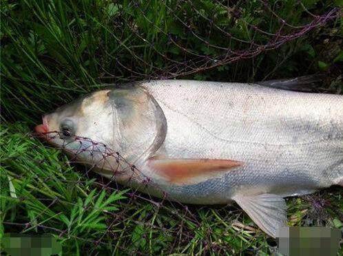 首先大家在冬天釣鰱鱅魚,應該選擇一個好天氣出釣,畢竟冬季天氣比較冷