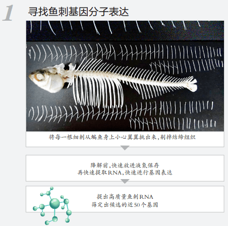 团队|吃鱼不挑刺？“华农”重大突破！