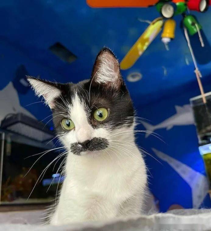 猫咪天生长了对像人的"胡子",网笑:真不是画的?