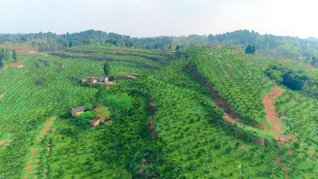 鸟瞰嘉州 | 白马镇_乐山_市中区_疫情