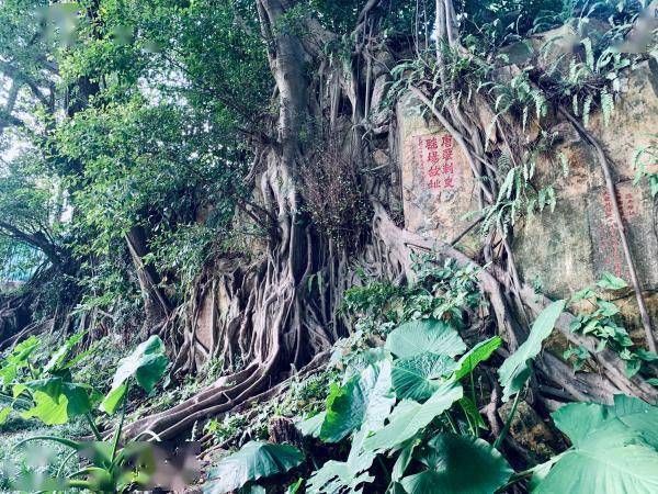 闽江|洞天寻隐·闽山纪丨“围住真山当假山”：隐于福州城中的“三山”福地