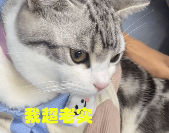 怎么养小猫咪小猫会乖 68d00a3b1854452a881b8c080af1cee0.png