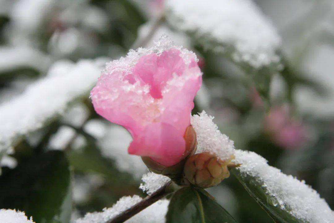 洛阳|初冬，我在南翔等一场雪