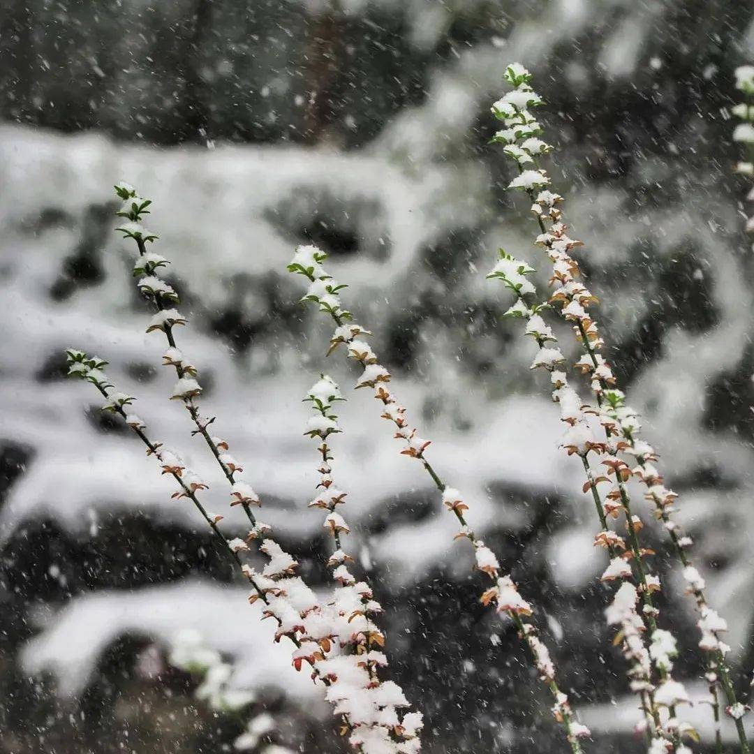 今天湖南雨雪在线局地仍有暴雪 明天雨雪过程趋于结束_寒潮大举南下 多地迎初雪_湘西_地区