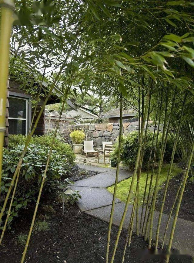 禅意庭院之唯美雅竹200款_身心_苔藓_园艺