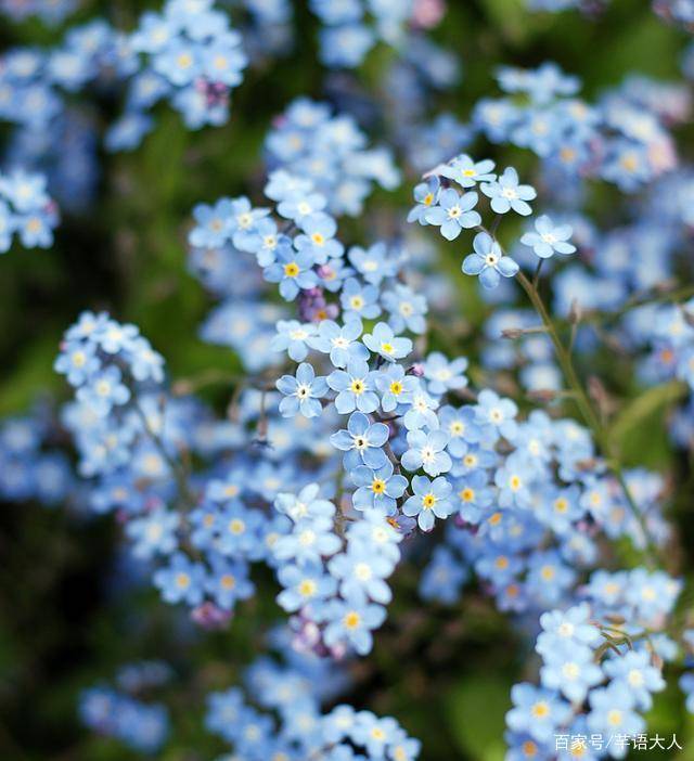纯净的勿忘草蓝 仙气十足的芋泥奶茶紫 倪妮戚薇吴宣仪都爱 女生 方式吧 紫色