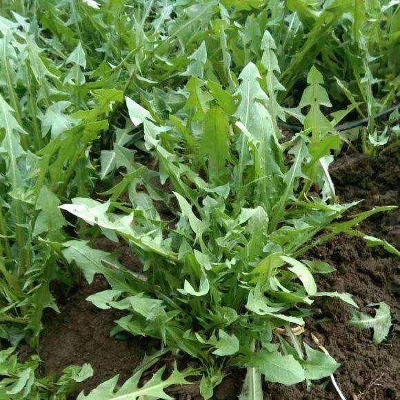 对闯荡在外地的东北人来说,最想吃的莫过于这碗酱