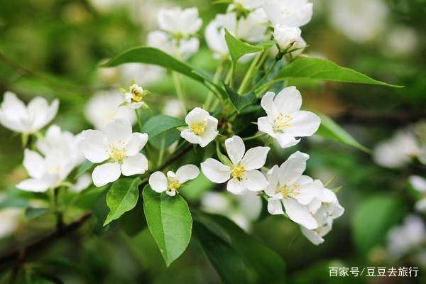 茉莉花種植,要想茉莉開花多開花香,這些栽培管理技術至關重要_進行