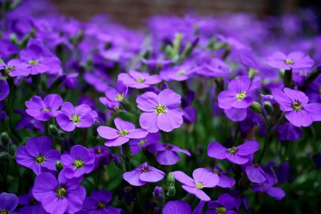 这波紫紫紫紫紫色系花卉 简直太美了 薰衣草 植物 蓝星