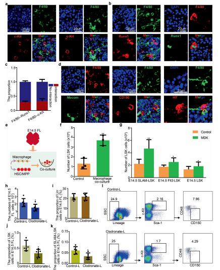 图5 巨噬细胞促进 hsc/mpp 扩增a免疫荧光分析显示 e14.