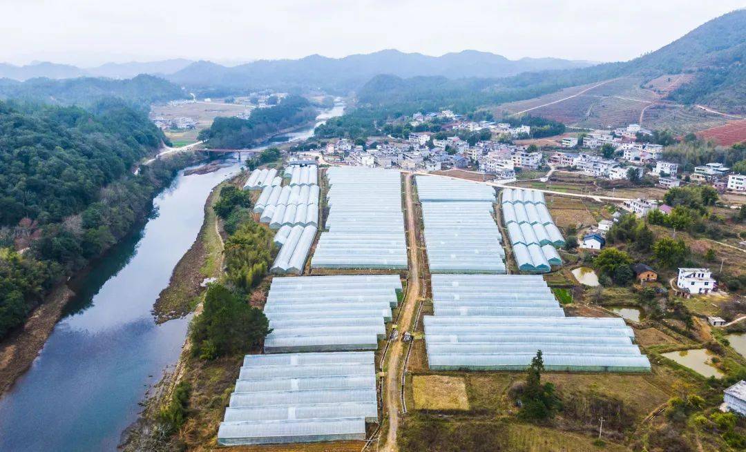 会昌:贝贝小南瓜喜获丰收_村民_庄埠乡_富村