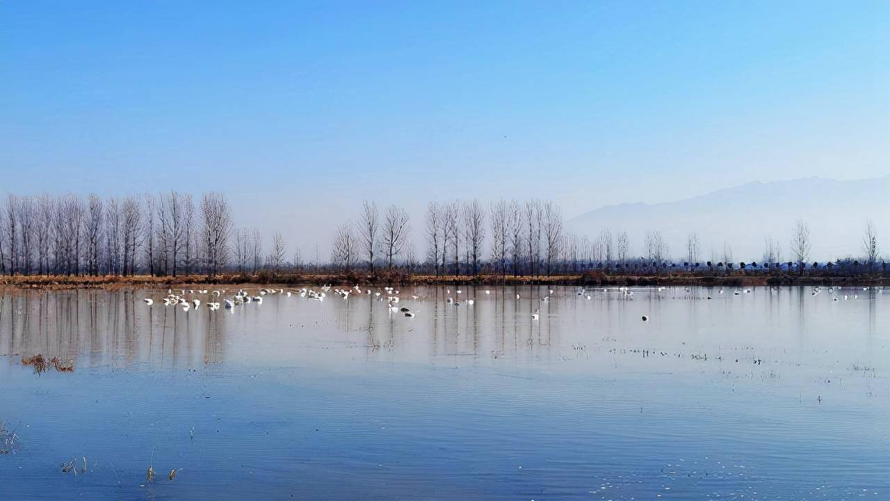 华山脚下罗敷河畔觅鹅影.冬日温泉河银装素裹.