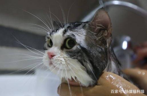 怎么给猫猫洗澡要多少钱 cbc1028b5b4143e982429bd2bc2b808c.jpeg