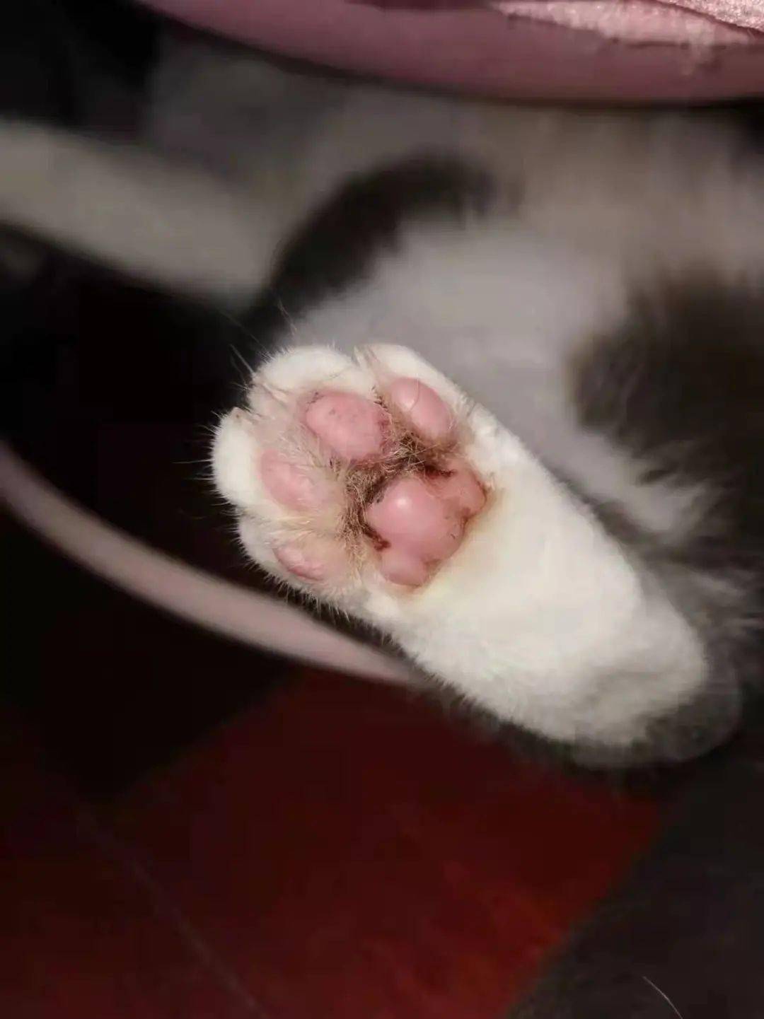 猫咪脚气反复我该怎么办