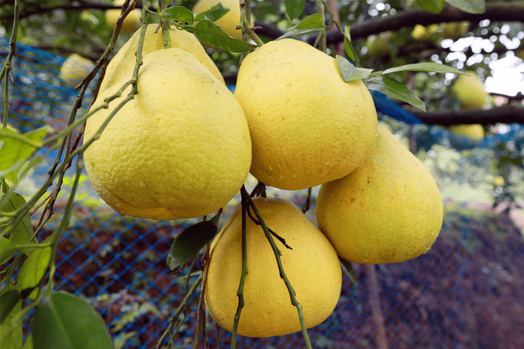 60吨直发合江真龙柚进入浙江市场