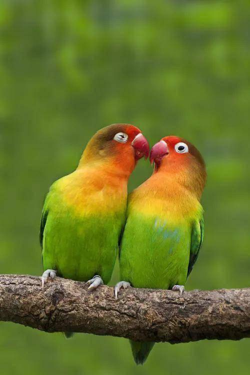 60多张双比翼鸟图欣赏