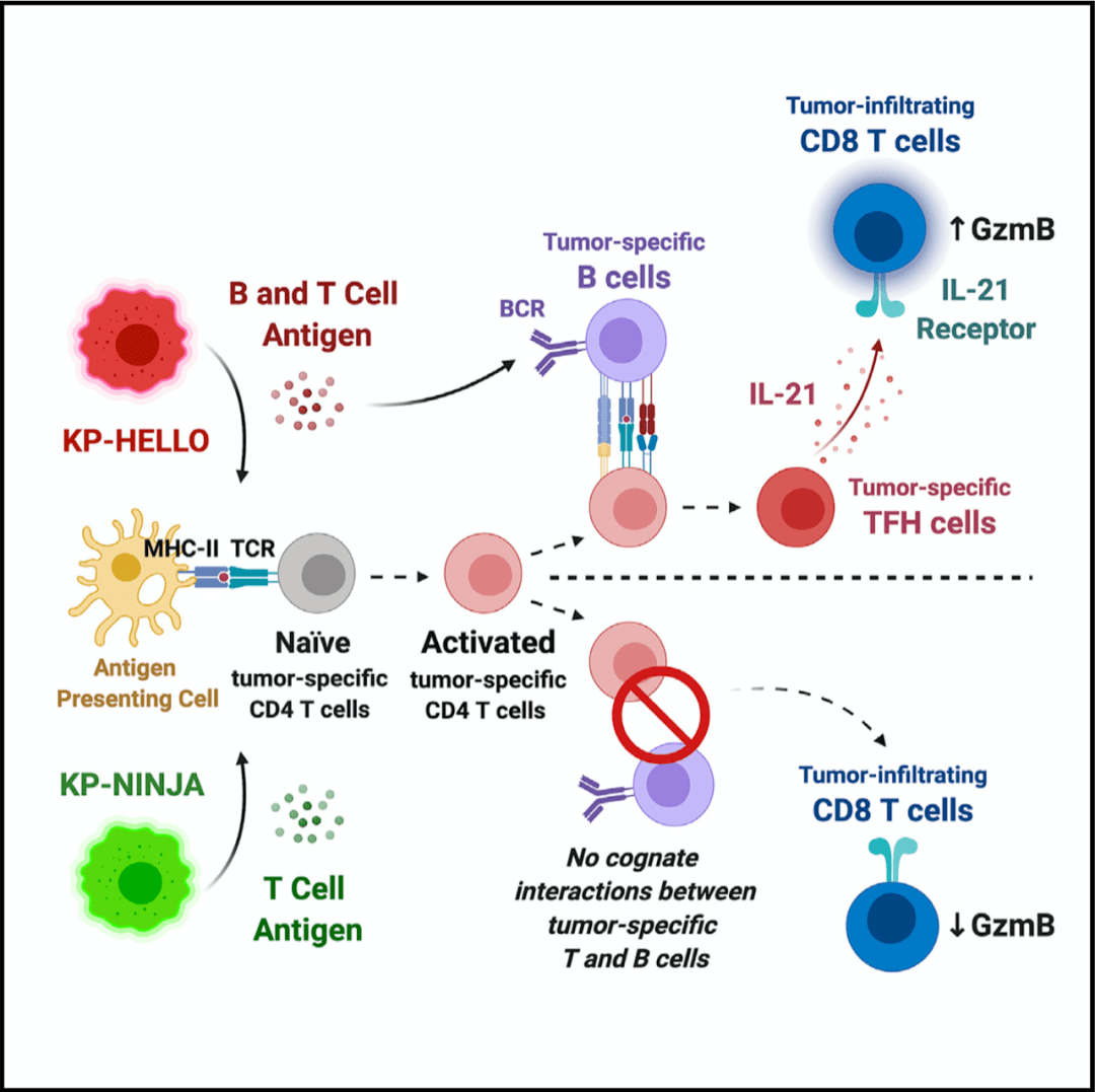 b细胞和cd4 t细胞联手激活杀伤性t细胞