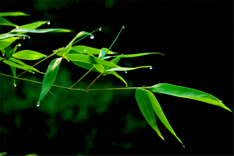 藏尾诗《春竹带雨》_玉滴_春雨_美女