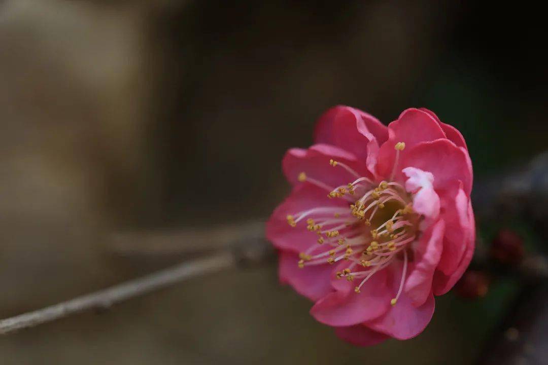 冬日|快来“云”赏梅！一起感受黑龙潭的暗香疏影|春城冬韵·繁花