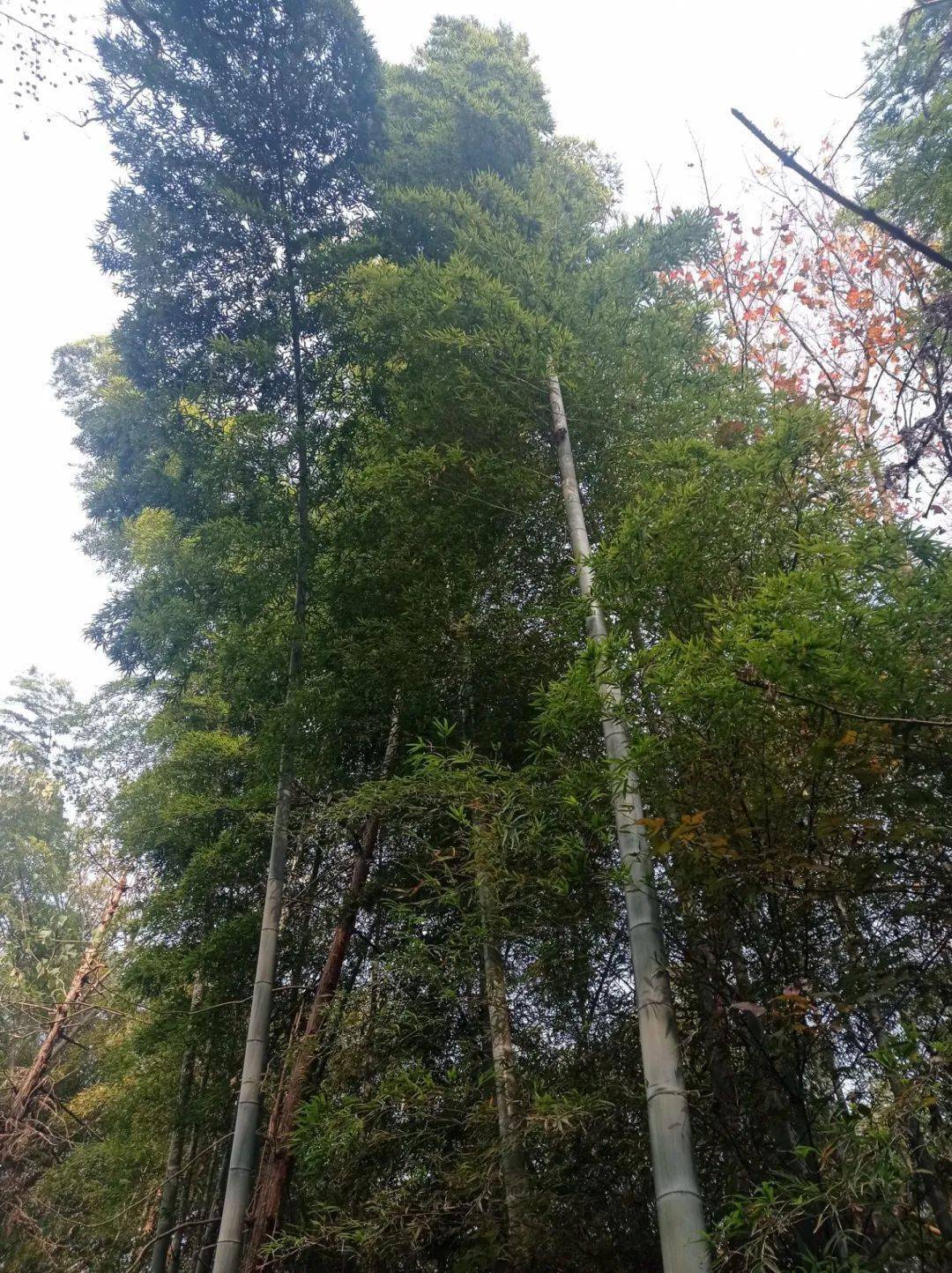 重游庐江金牛山欣赏层林尽染之美