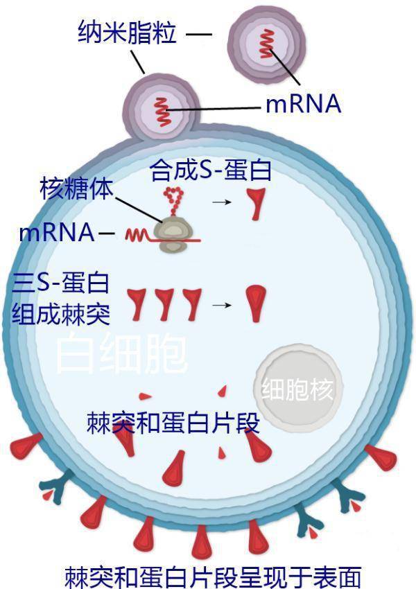 疫苗|浙江昨天新增境外输入确诊病例4例｜疫苗如何保护我们？一文看懂～