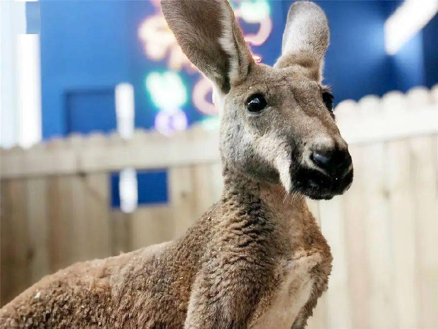 不開心每一隻都可愛都極點彷彿進入了童話動物世界天上飛的,地上爬的