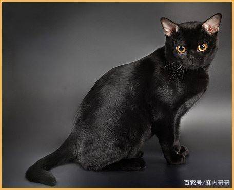 黑色褴褛猫图片图片