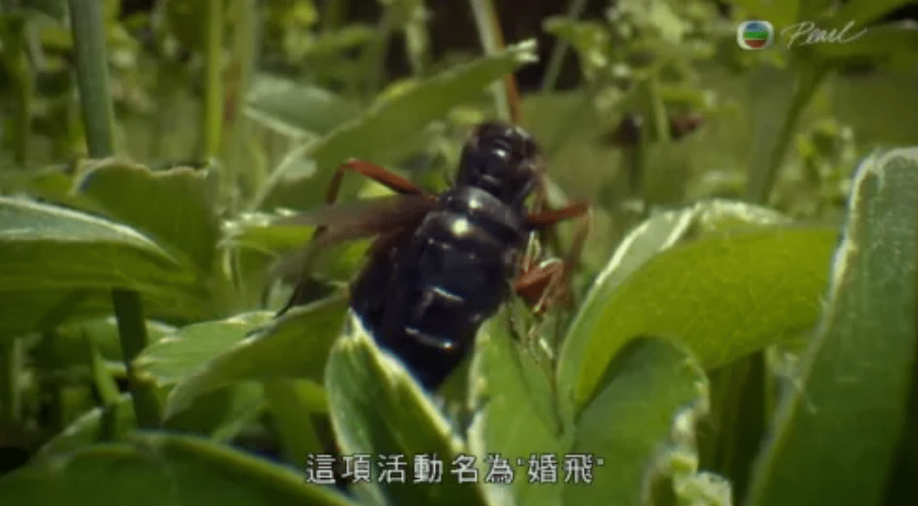 诺克比|爱德华·威尔逊写小说：把“蚂蚁社会”作为人类的一个隐喻