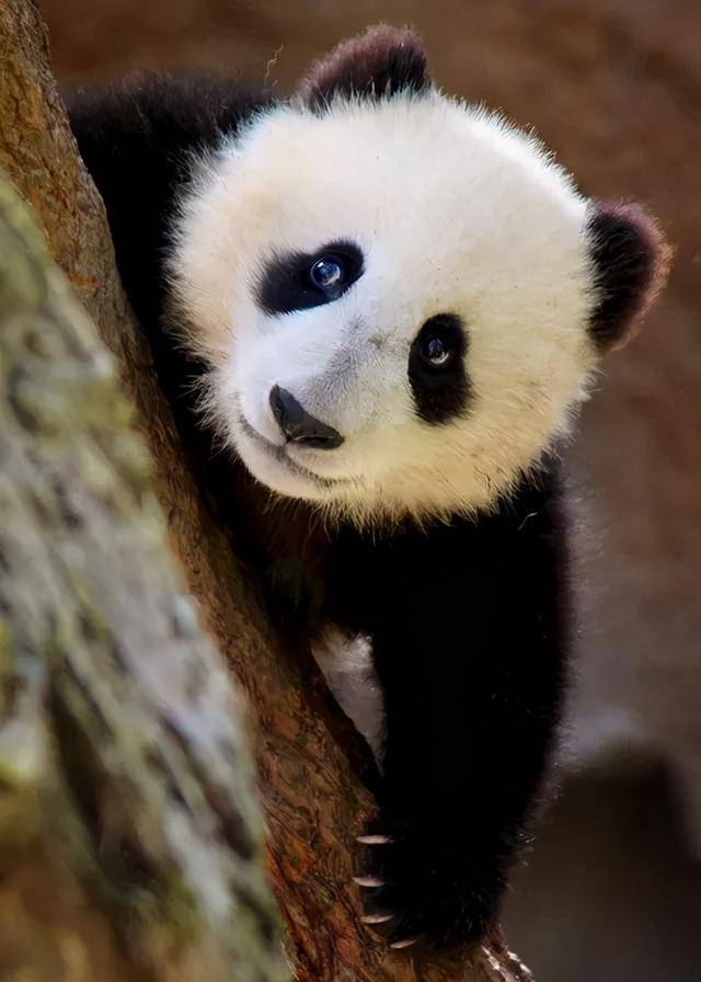 100幅可爱的熊猫照