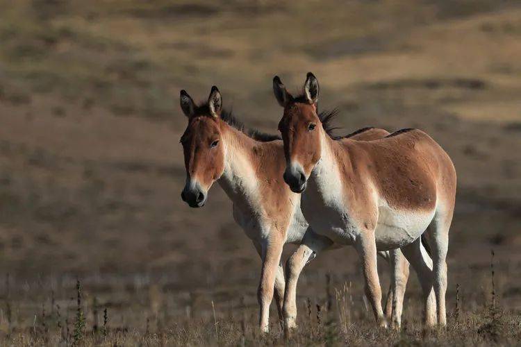 生态摄影跑步健将健美雄壮的青海藏野驴