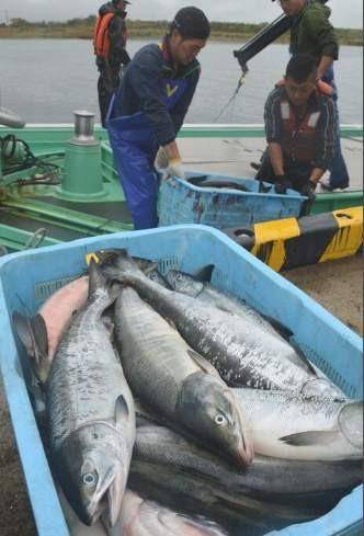 别小瞧赤潮 它可是 海洋杀手 日本北海道暴发 渔业危机 藻类 海水 死亡