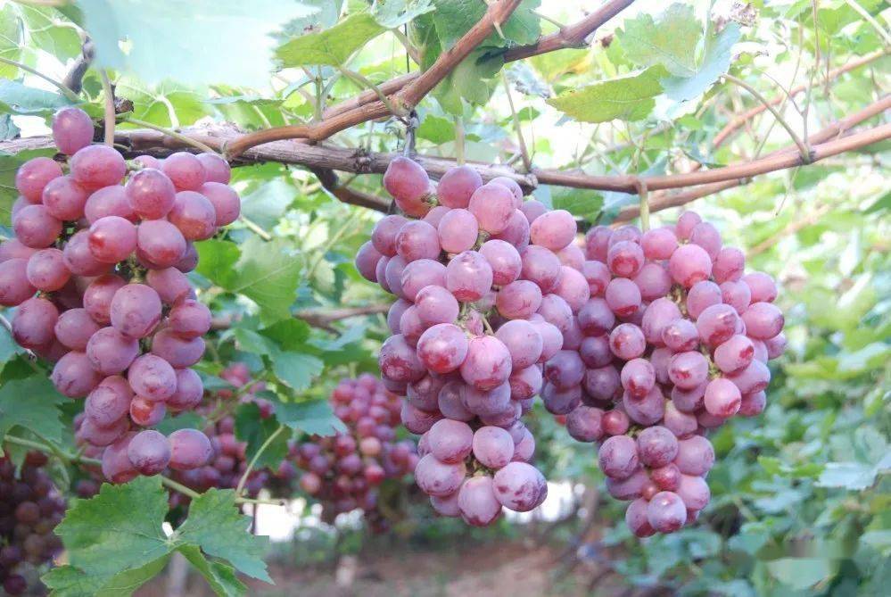 沂源的草莓,桃子,葡萄,猕猴桃等也分外香甜,口感极佳05浪漫晚霞天色