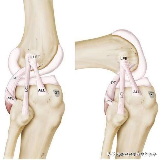 什么是“筋”？肌腱和韧带有什么区别？损伤以后怎么恢复快呢