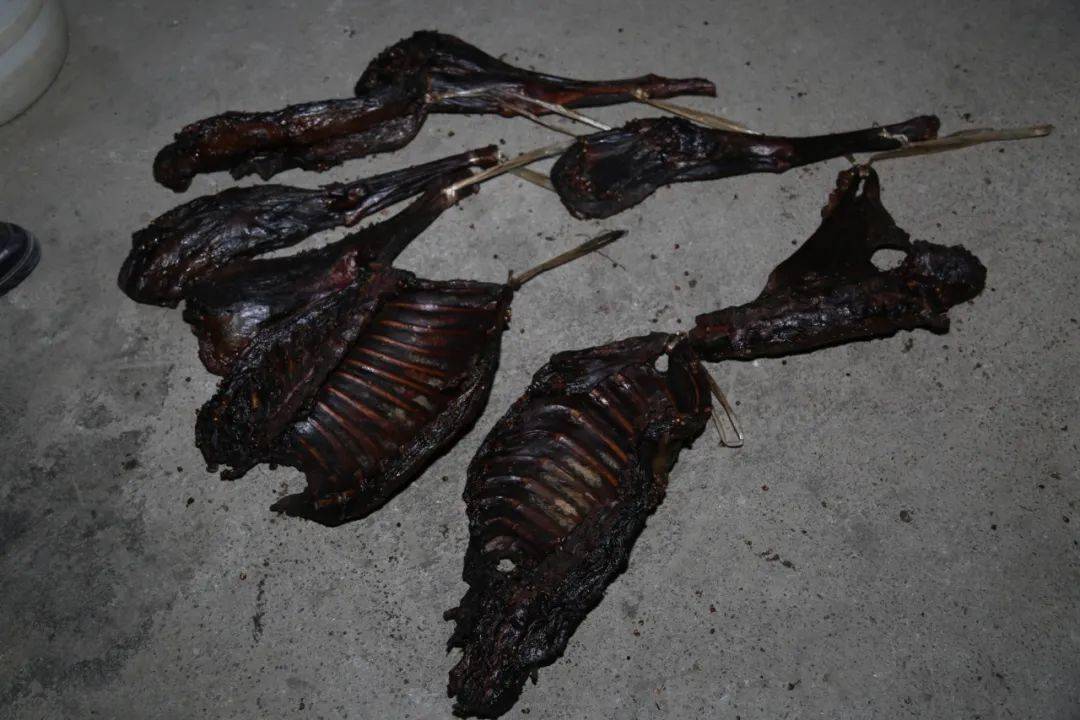 捕获疑似野鸡6只,疑似金鸡2只,疑似麂子1只,并将疑似野生动物死体及