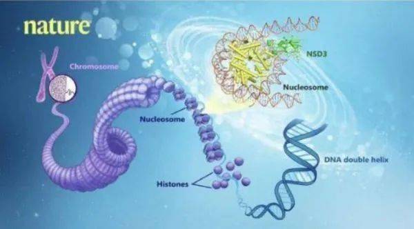 科學家揭示特殊nsd蛋白家族與核小體複合體之間的低溫冷凍電鏡結構 有