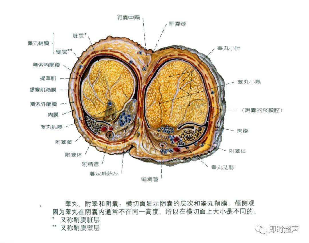 6 岁男童性早熟，江西省儿童医院成功为其实施睾丸肿瘤切除术-医院汇-丁香园
