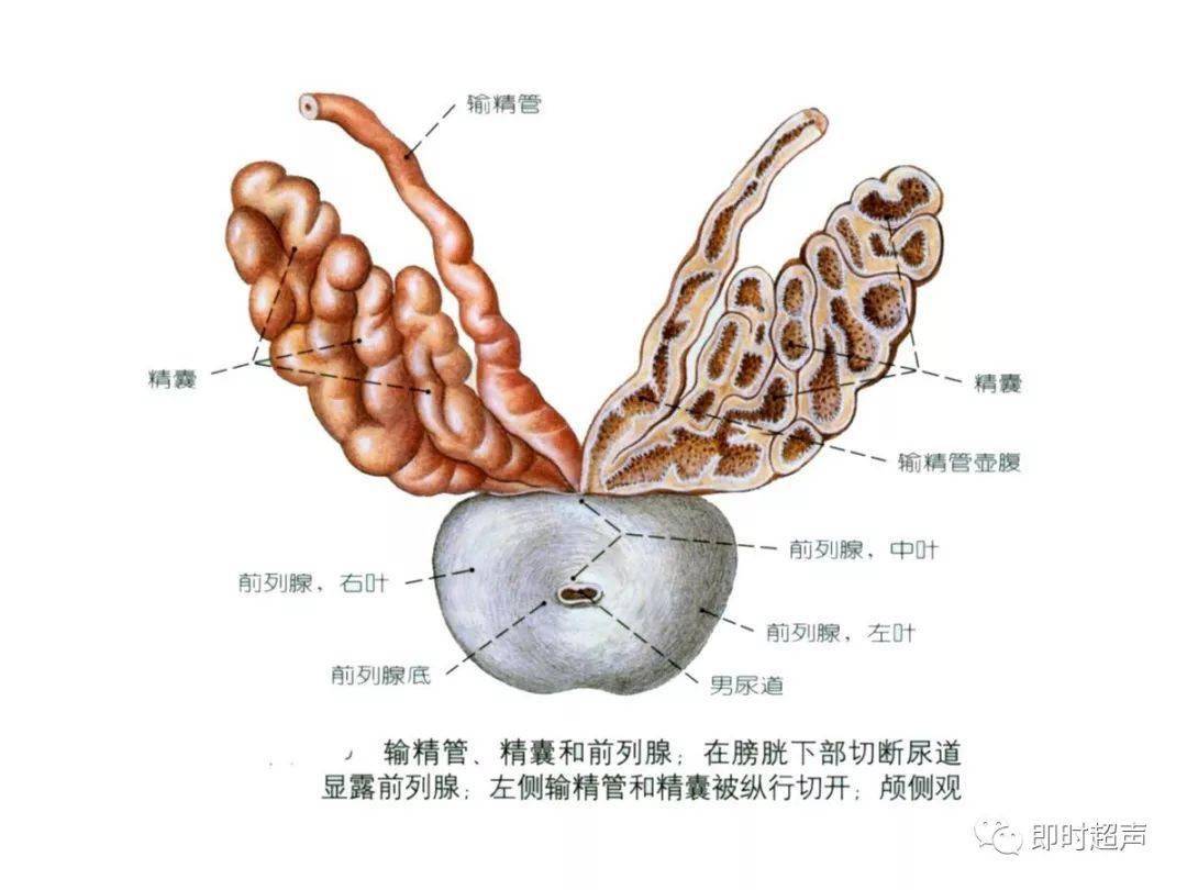 专业生殖知识(专业生殖知识有哪些)-第2张图片-鲸幼网