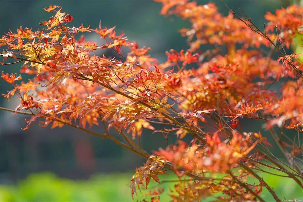 是绵绵不断的秋雨……还有哪些是你心中关于秋的记忆？【枫叶】红枫似火 顺峰山枫叶（摄/顺德城市网摄影俱